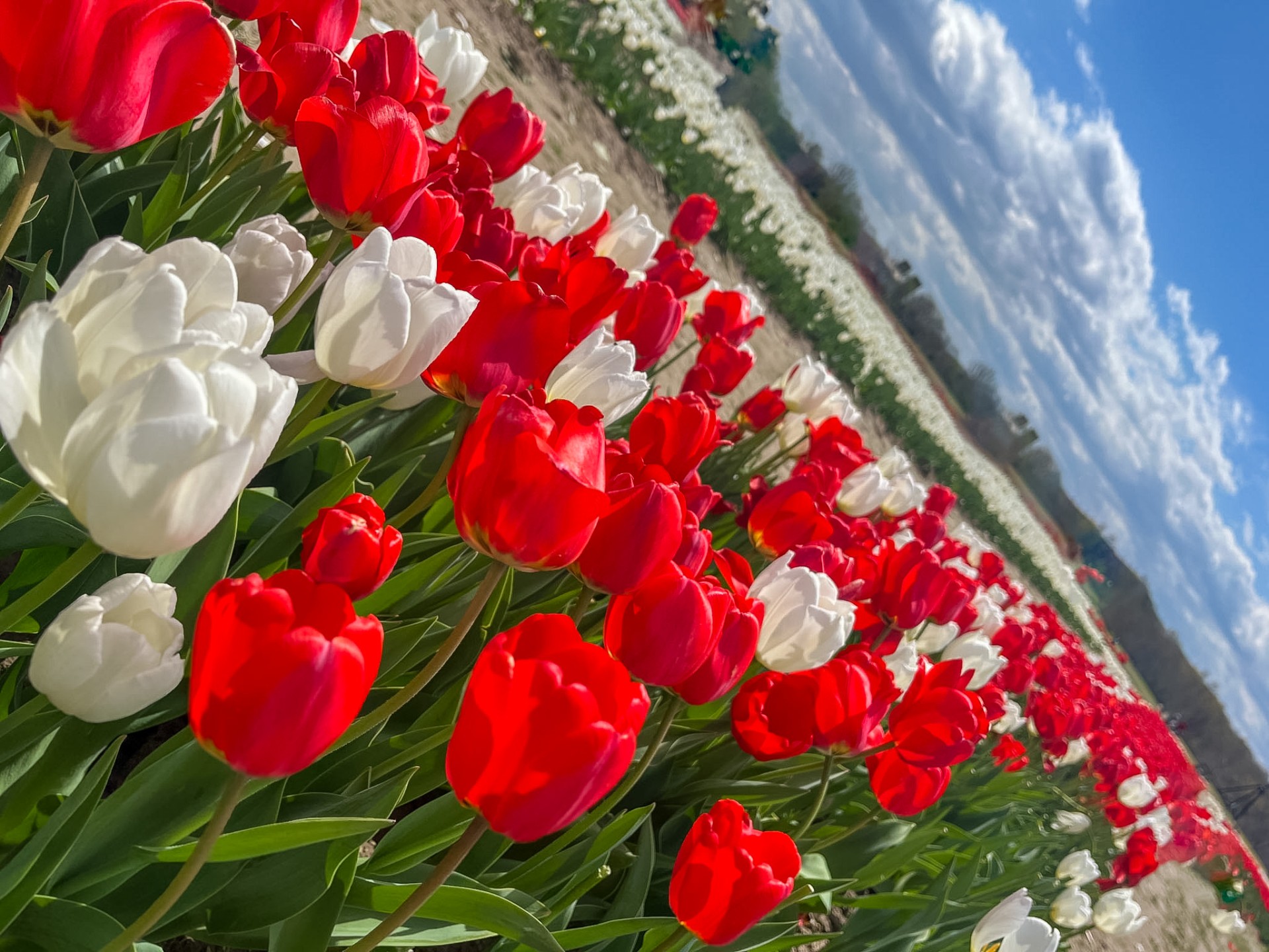 Tulip Rows