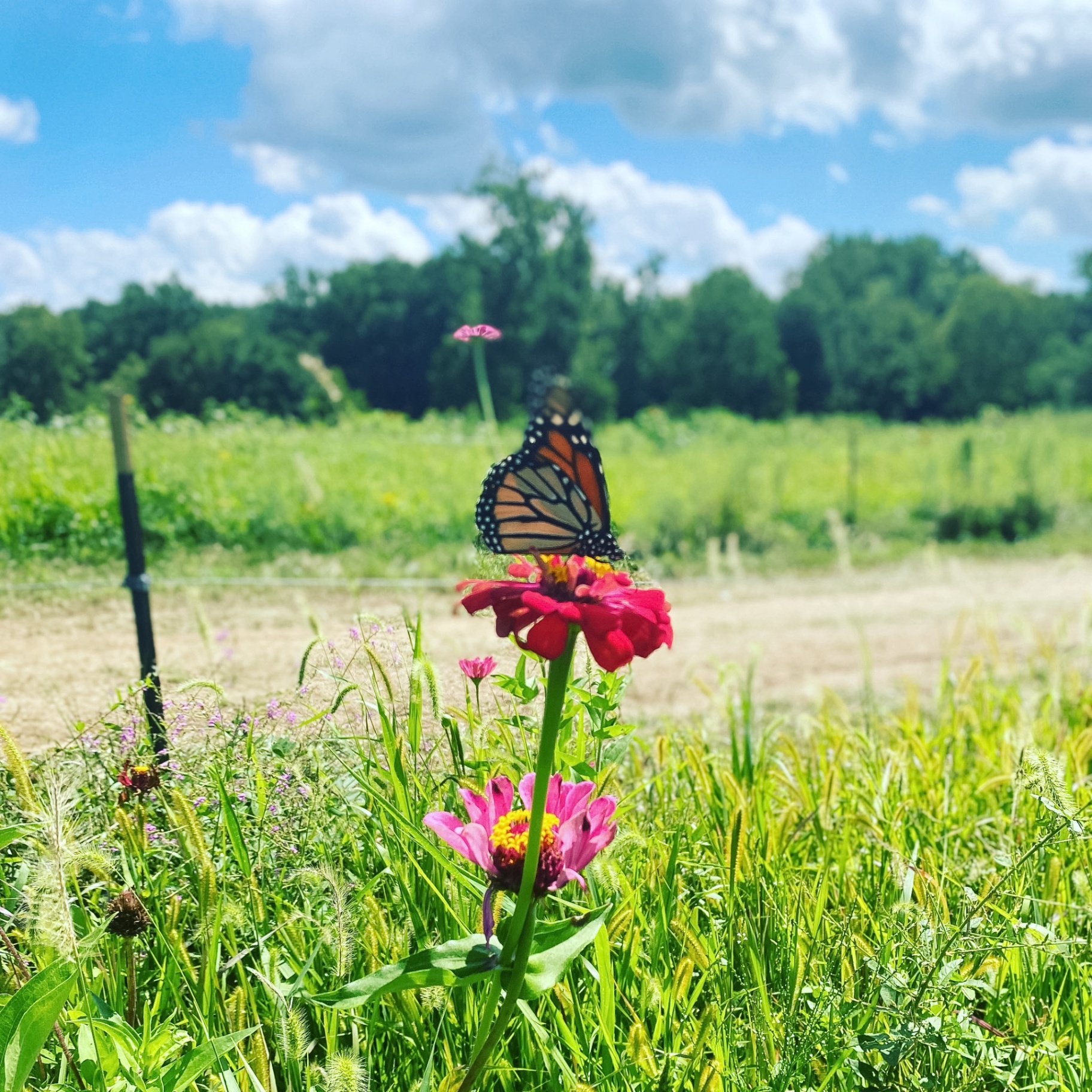 Monarch