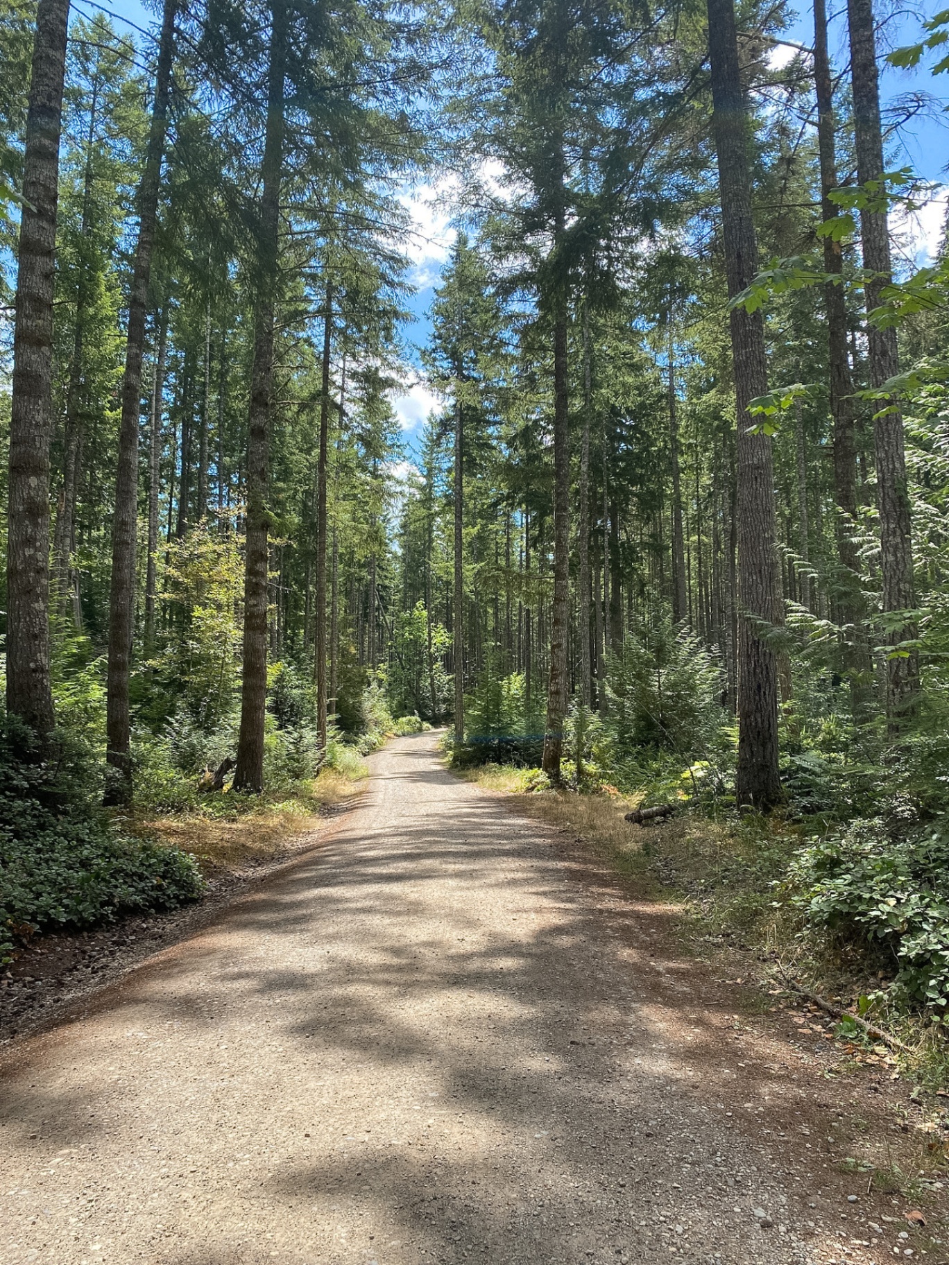 Cedar Path